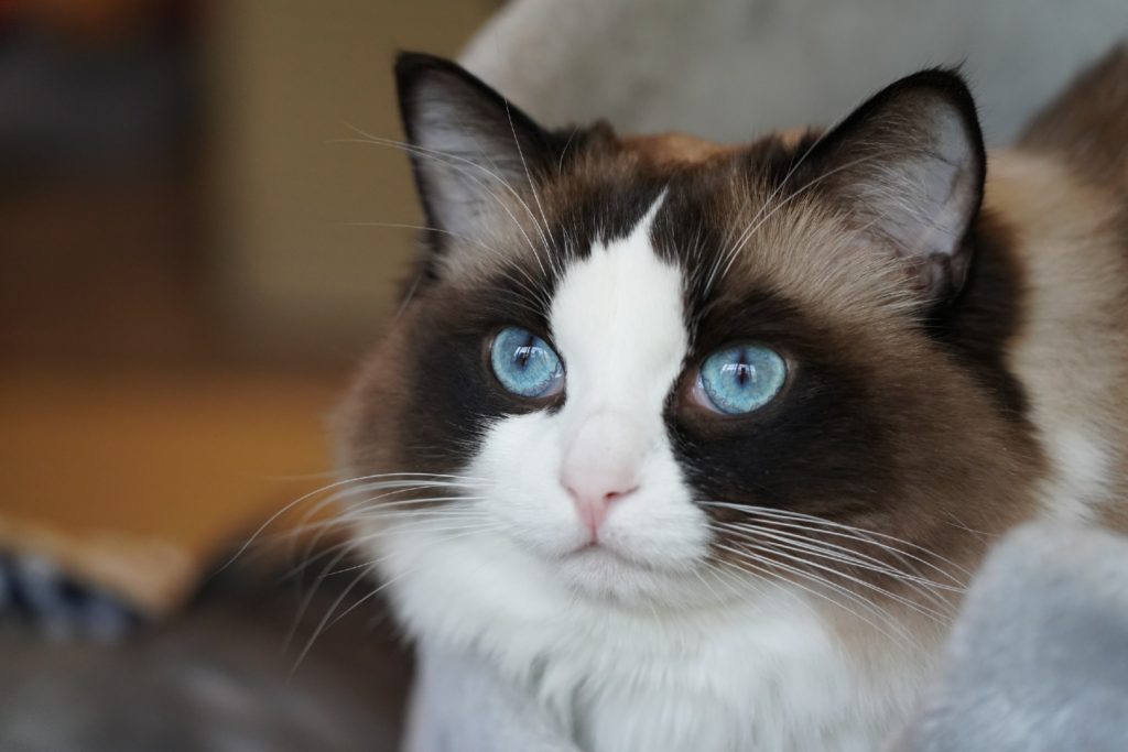 Ragdoll Guide The 1 Guide To Ragdoll Cats