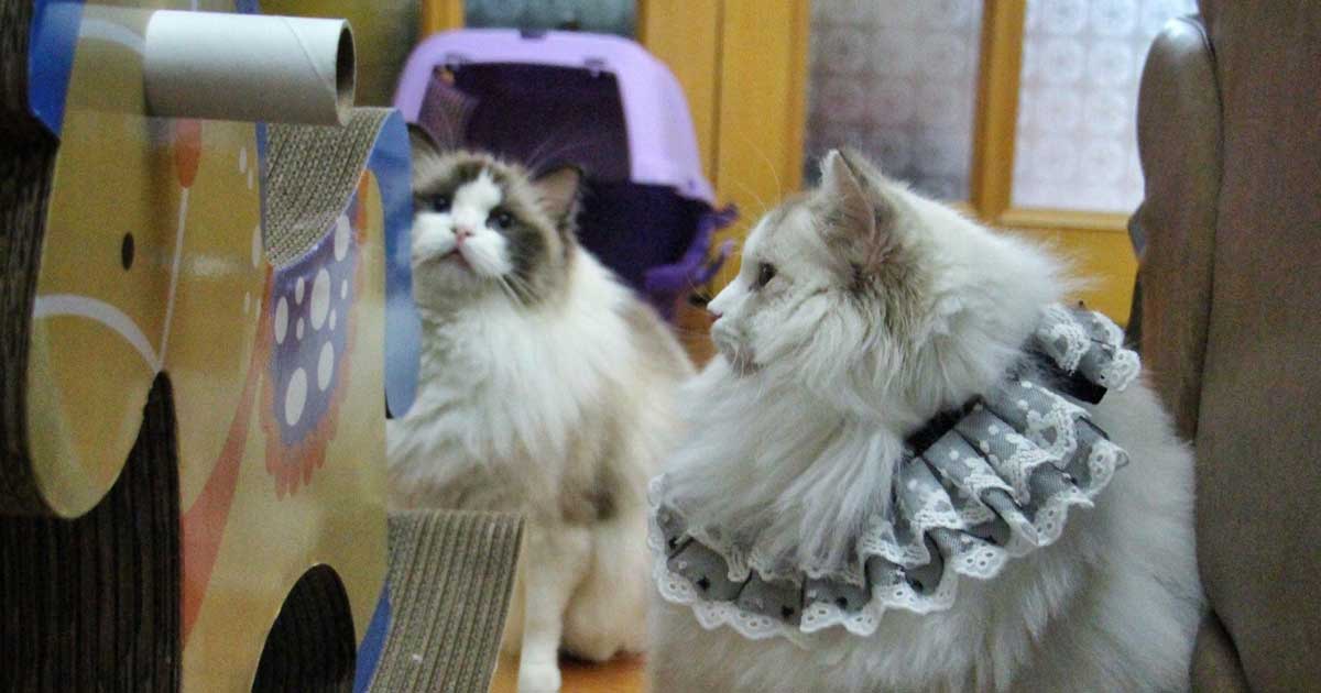 Do Ragdoll Cats Shed? Ragdoll Guide