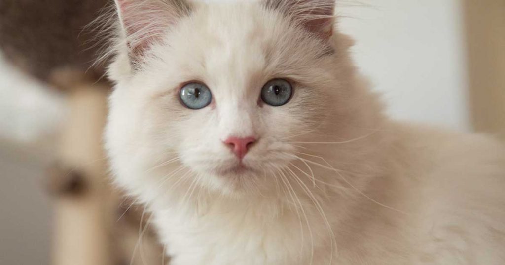 Ragdoll Personality Traits Ragdoll Guide