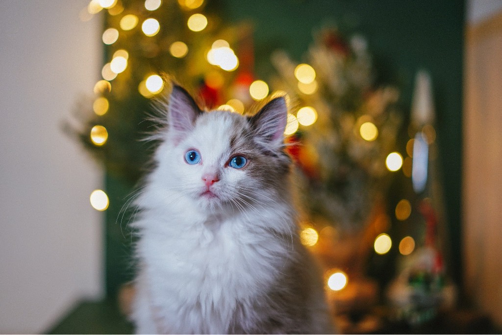 Pros and Cons of Having a Ragdoll Cat Ragdoll Guide