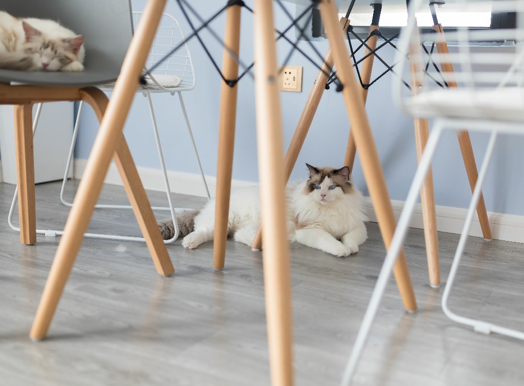 Ragdoll Magic What is so special about Ragdoll Cats Ragdoll Guide