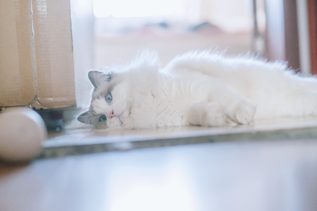 Pros and Cons of Having a Ragdoll Cat Ragdoll Guide