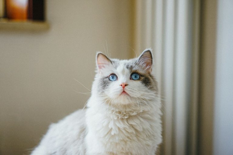 Keeping It Regal How do I groom a Ragdoll Cat? Ragdoll Guide