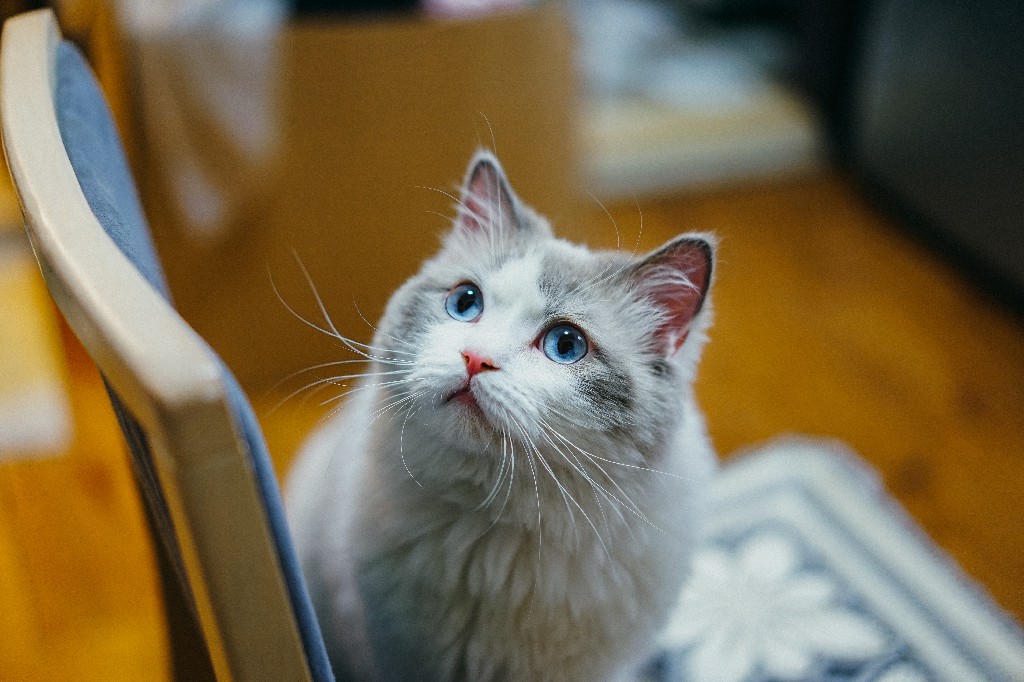 Keeping It Regal How do I groom a Ragdoll Cat? Ragdoll Guide