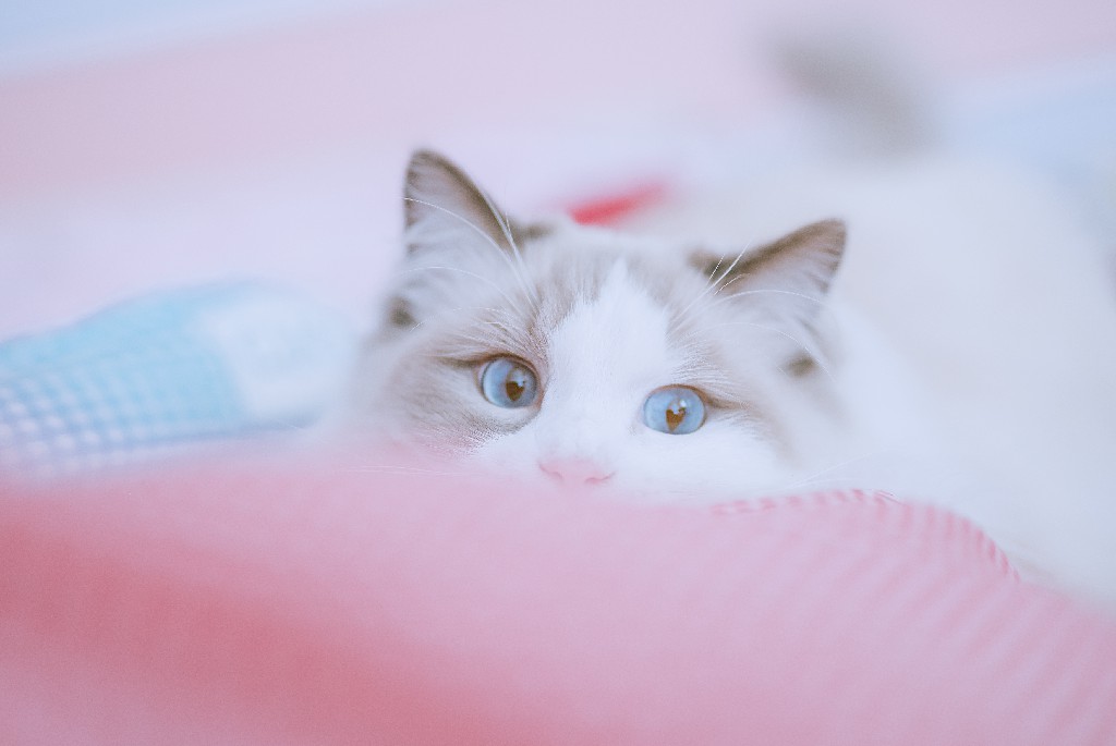 Pros and Cons of Having a Ragdoll Cat Ragdoll Guide