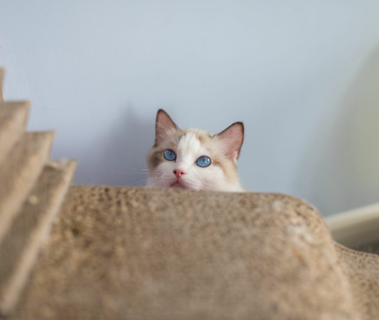 Ragdoll Magic What is so special about Ragdoll Cats Ragdoll Guide