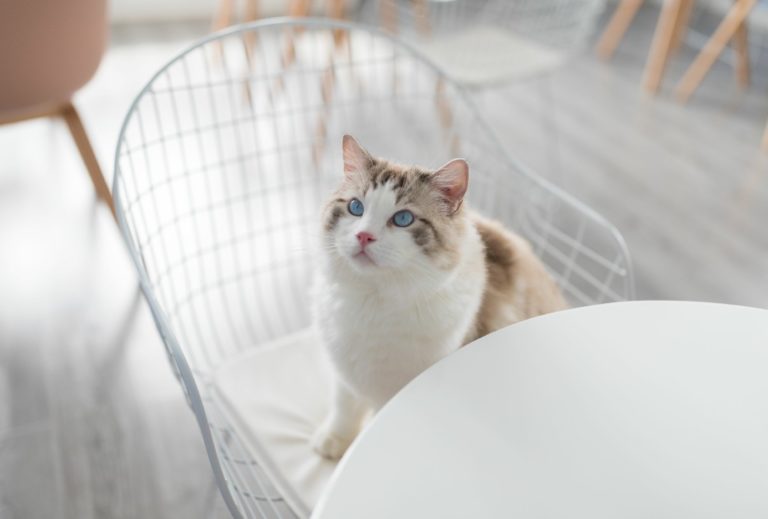 Ragdoll Magic What is so special about Ragdoll Cats Ragdoll Guide