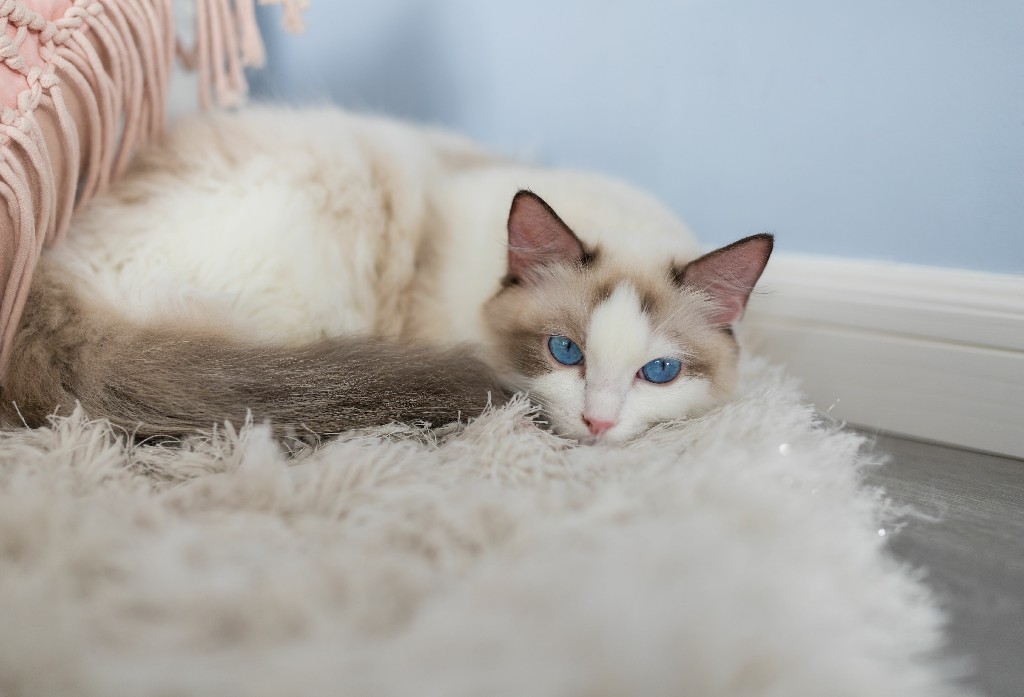 Ragdoll Magic What is so special about Ragdoll Cats Ragdoll Guide