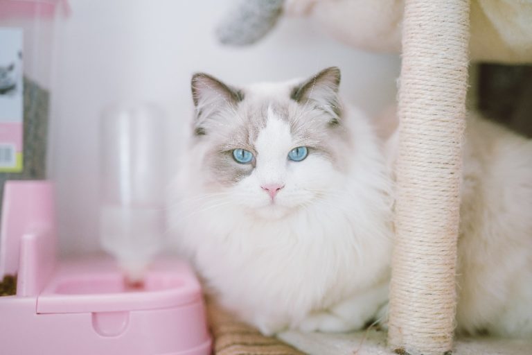 Pros and Cons of Having a Ragdoll Cat Ragdoll Guide