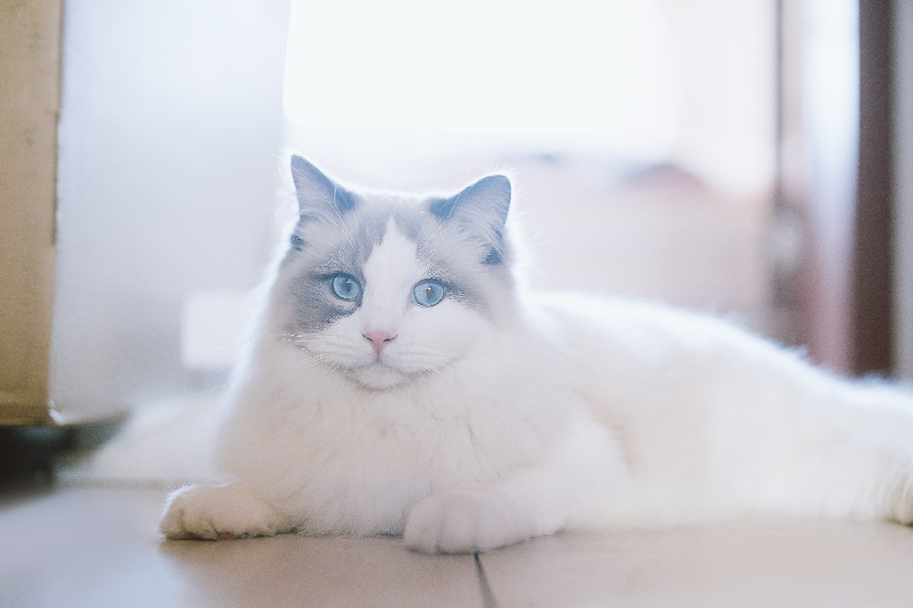 Pros and Cons of Having a Ragdoll Cat Ragdoll Guide