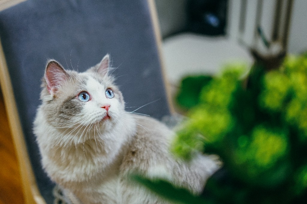 Keeping It Regal How do I groom a Ragdoll Cat? Ragdoll Guide