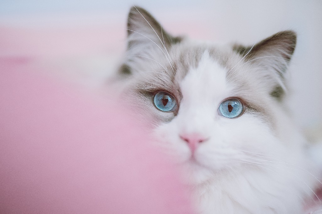 Pros and Cons of Having a Ragdoll Cat Ragdoll Guide