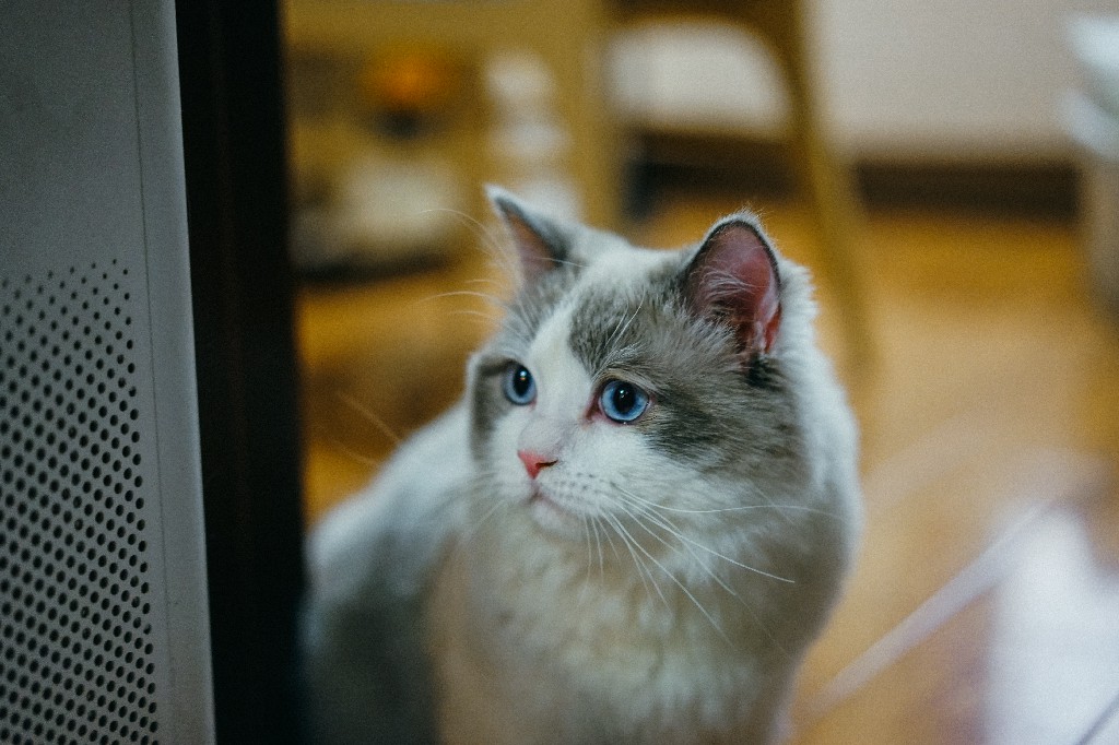 Ragdoll Personality Traits Ragdoll Guide