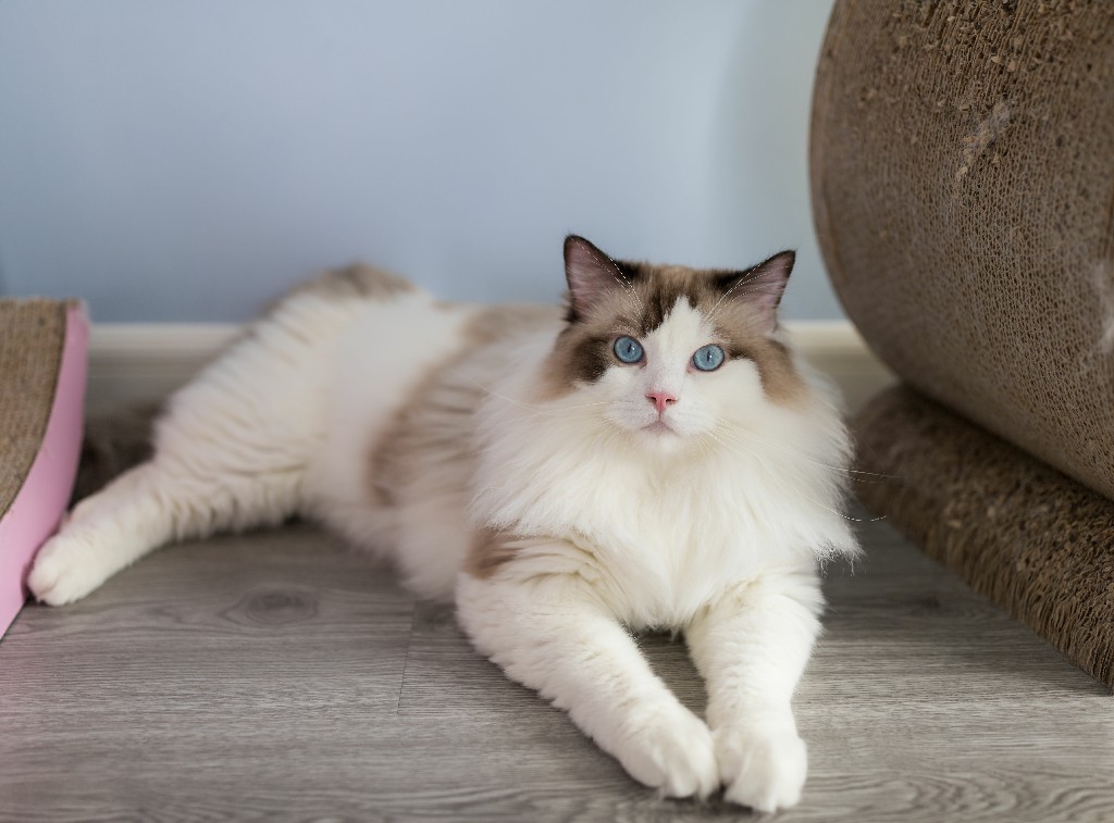 What it Costs to Care for a Ragdoll cat? - Ragdoll Guide