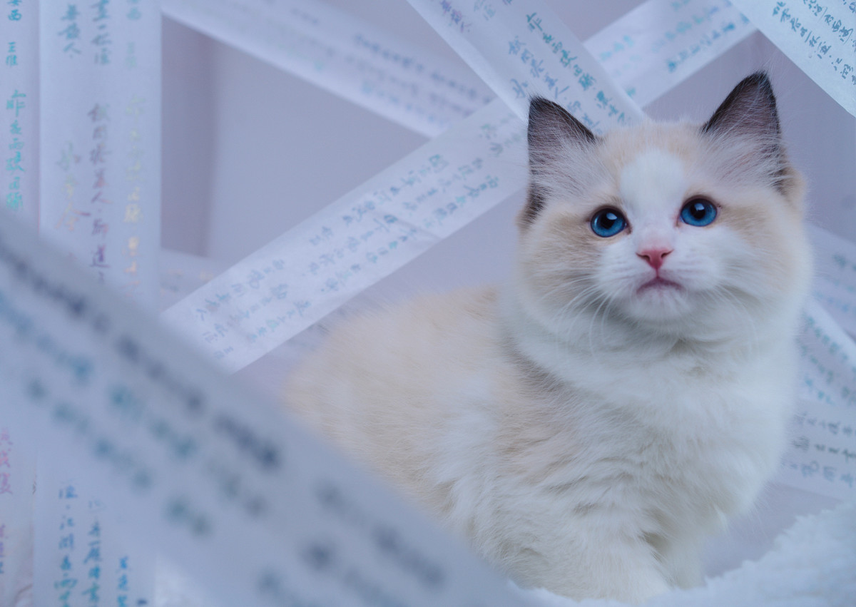 Ragdoll Cats Life Expectancy How to keep them happy and healthy longer Ragdoll Guide