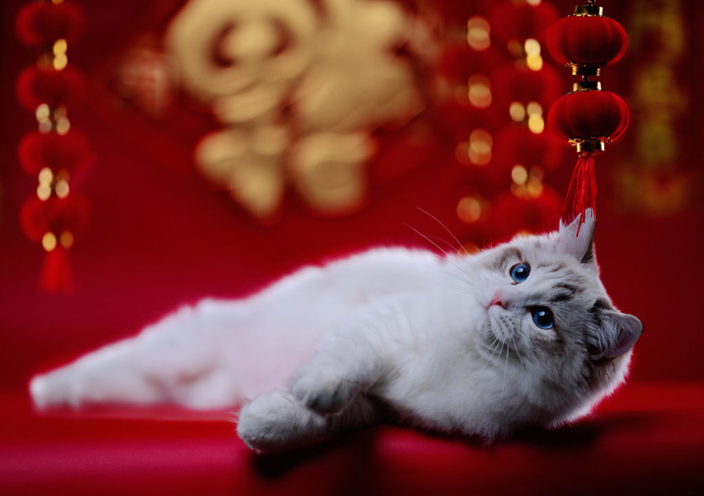 Ragdoll Cats Life Expectancy How to keep them happy and healthy longer Ragdoll Guide