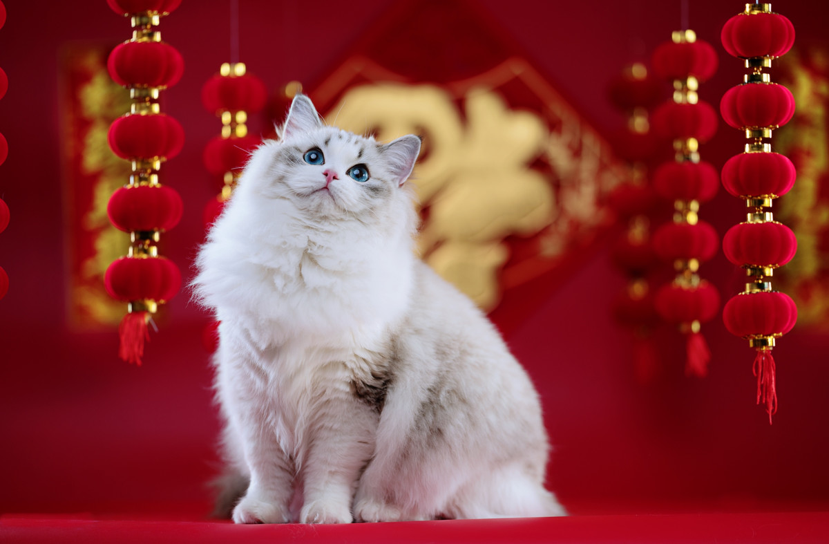 Ragdoll Cats Life Expectancy How to keep them happy and healthy longer Ragdoll Guide