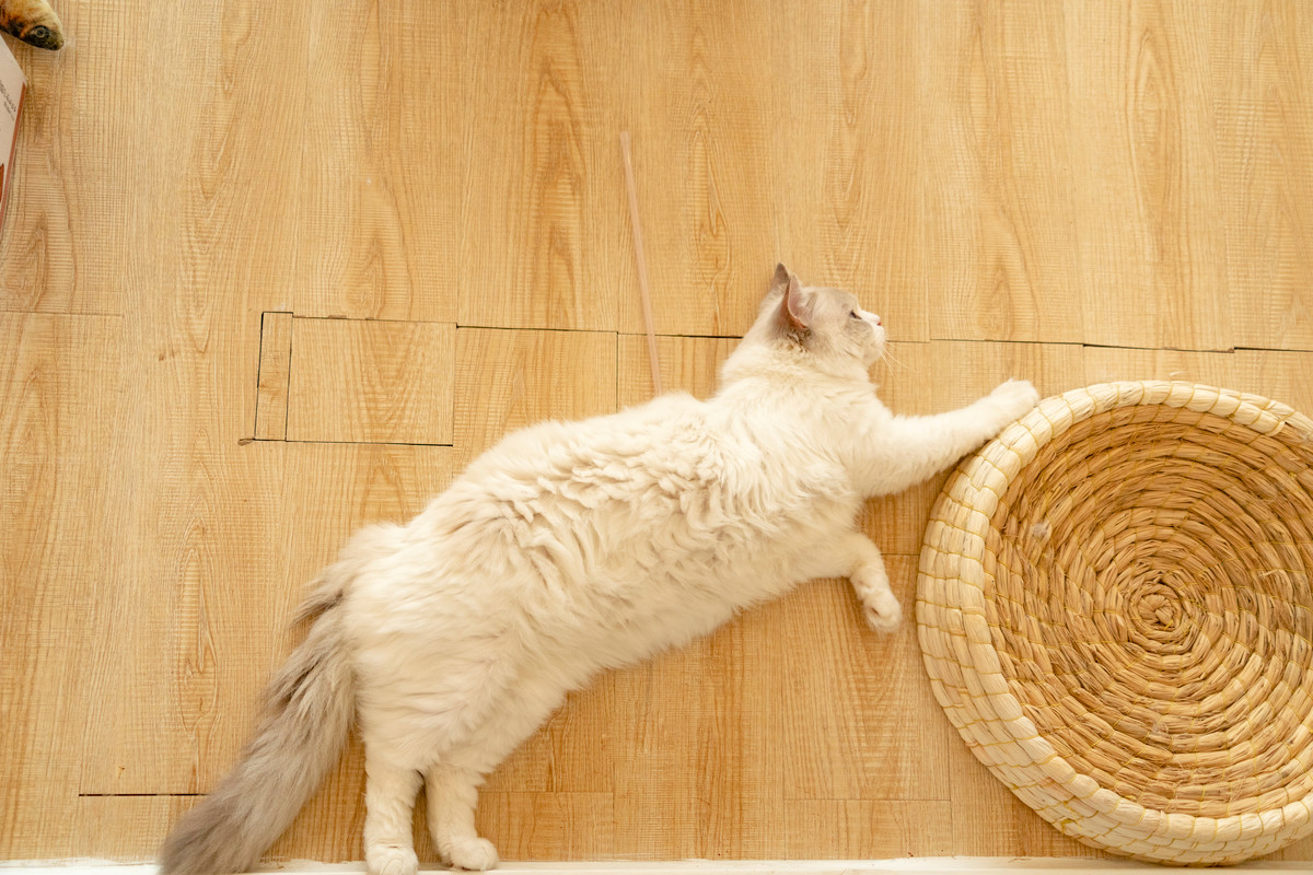 Ragdoll Cats Life Expectancy How to keep them happy and healthy longer Ragdoll Guide