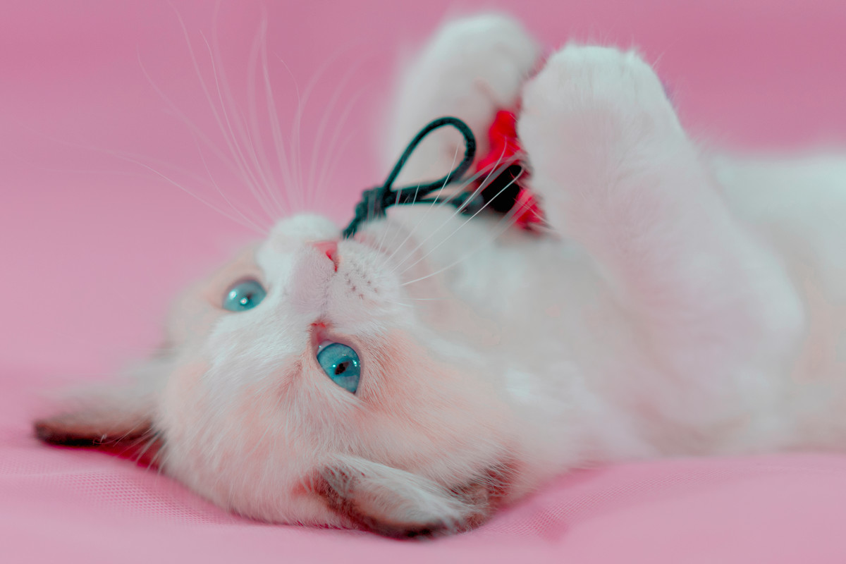Ragdoll Cats Life Expectancy How to keep them happy and healthy longer Ragdoll Guide