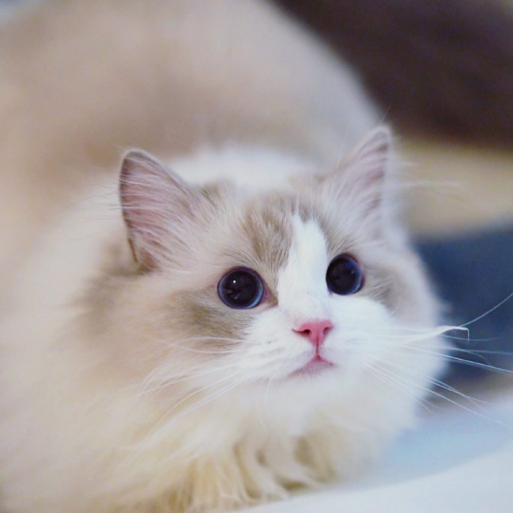 6 Best Ragdoll Cat Toys (2021 Reviews) Ragdoll Guide