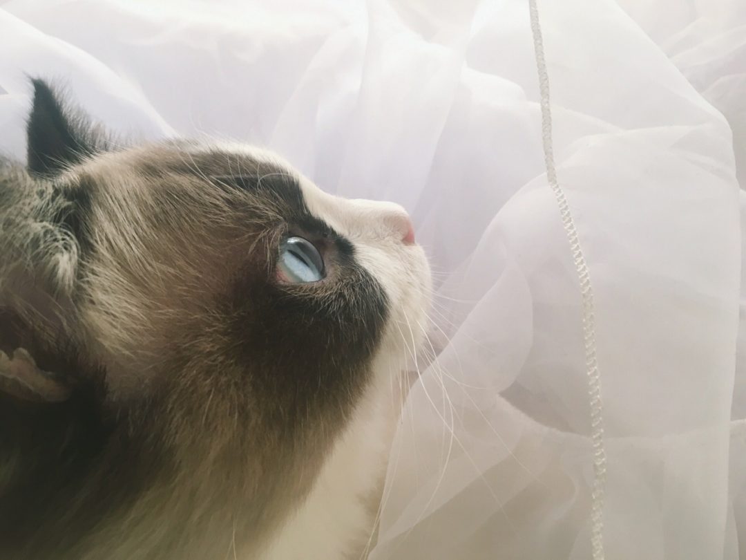 6 Best Ragdoll Cat Toys (2021 Reviews) Ragdoll Guide