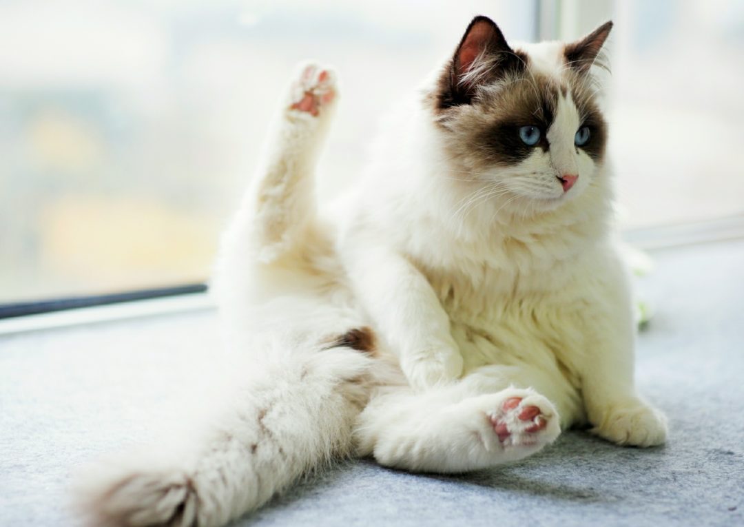 The 5 Best Brushes for Ragdoll Cats (2021 Reviews) Ragdoll Guide