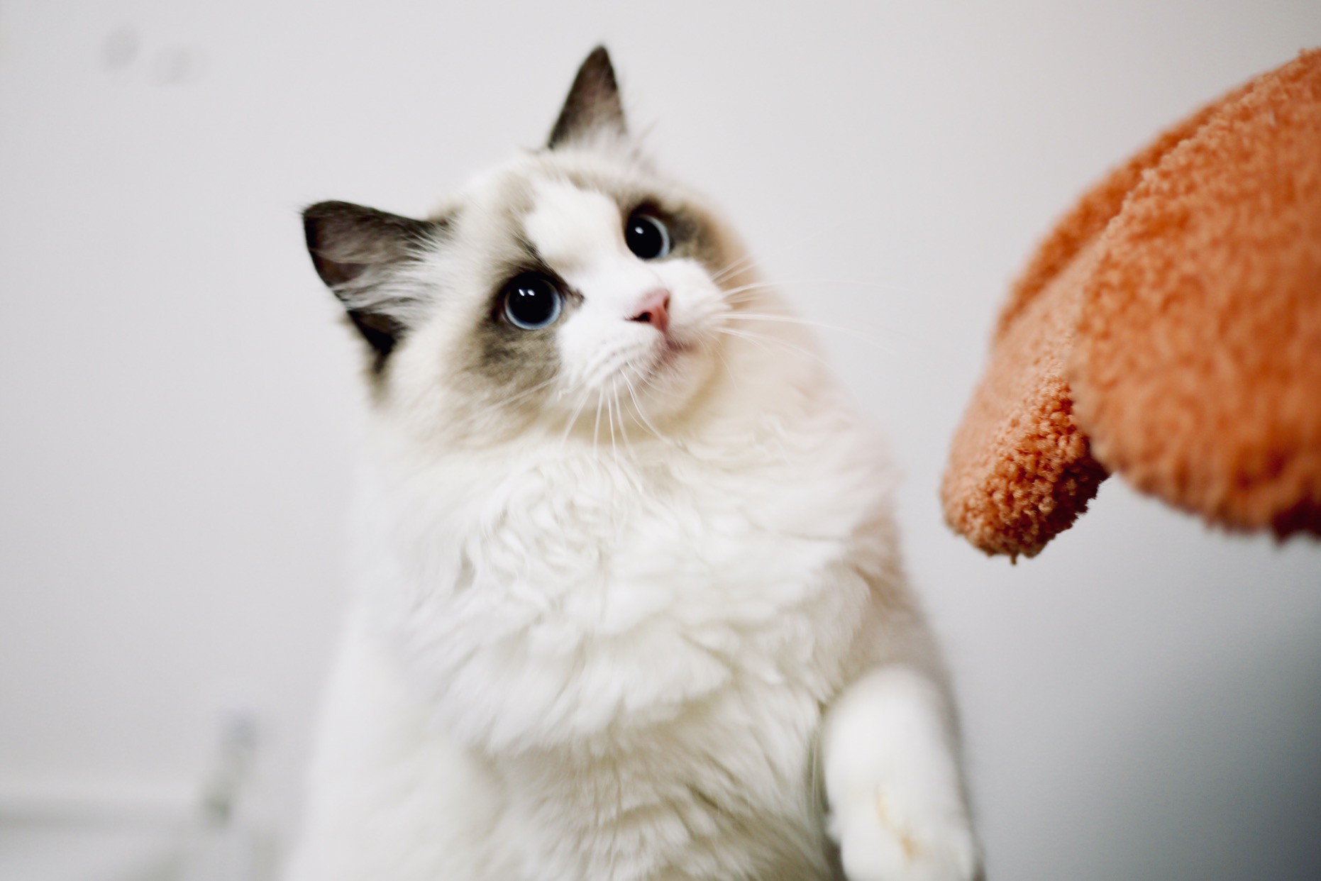 The 5 Best Brushes for Ragdoll Cats (2021 Reviews) Ragdoll Guide