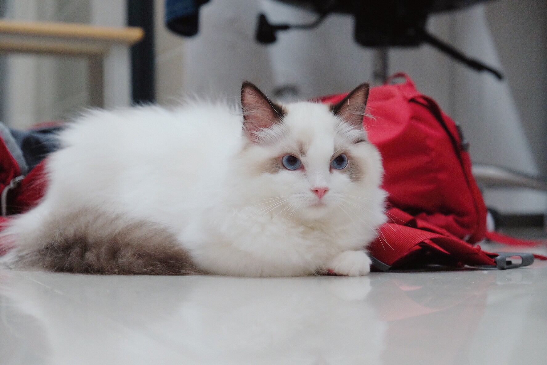 The 5 Best Brushes for Ragdoll Cats (2021 Reviews) Ragdoll Guide