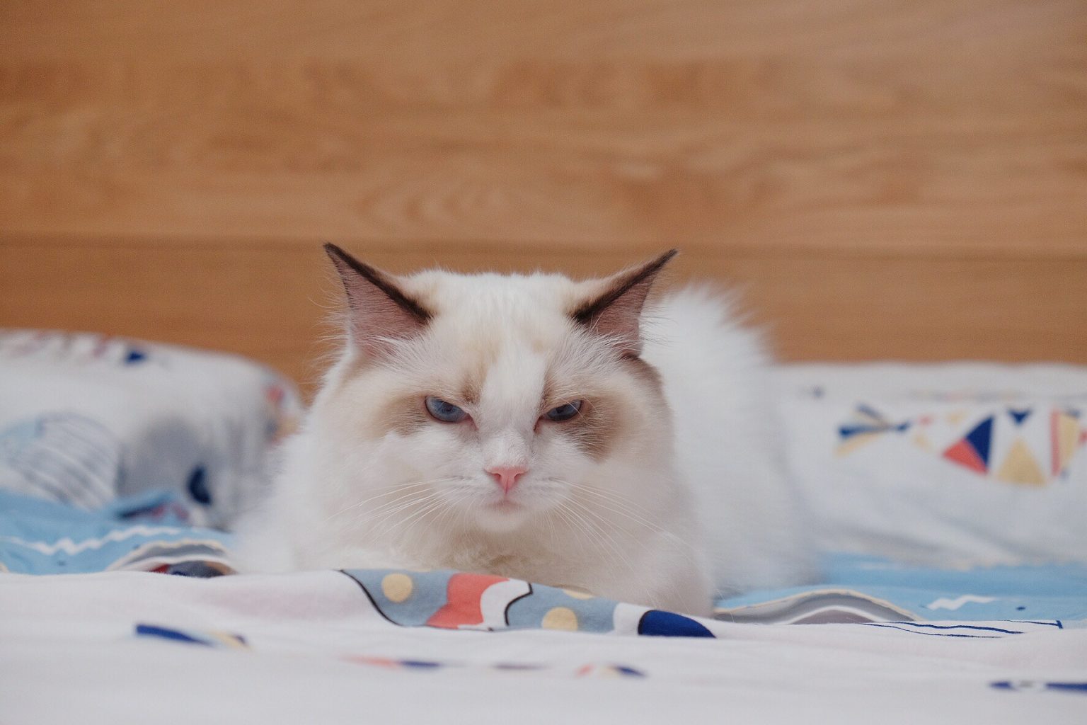Best Ragdoll Cat Grooming Tools for New Owners Ragdoll Guide