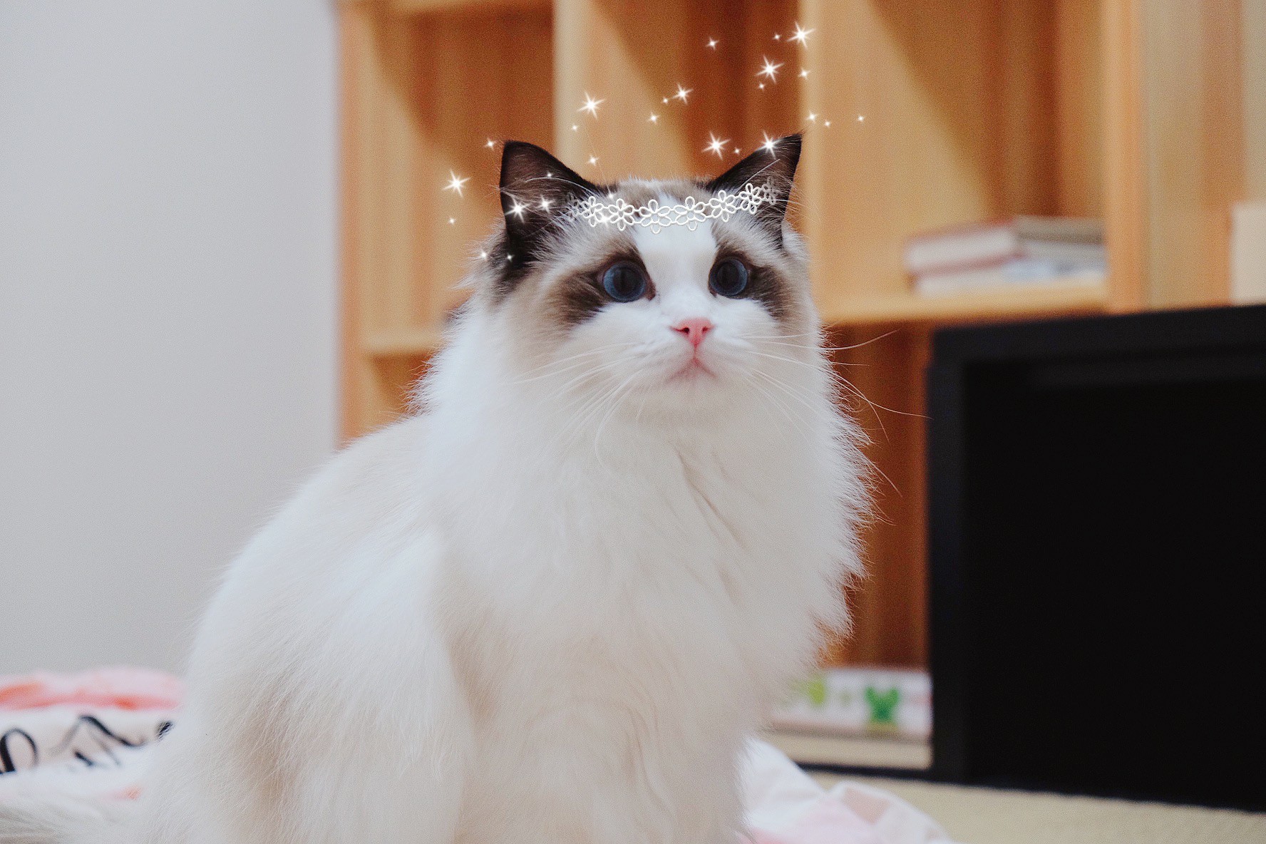 Best Ragdoll Cat Grooming Tools for New Owners Ragdoll Guide