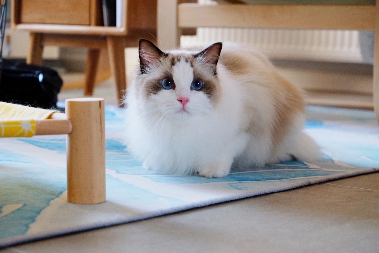 Top 10 Cat Collars for Ragdoll Cats Ragdoll Guide