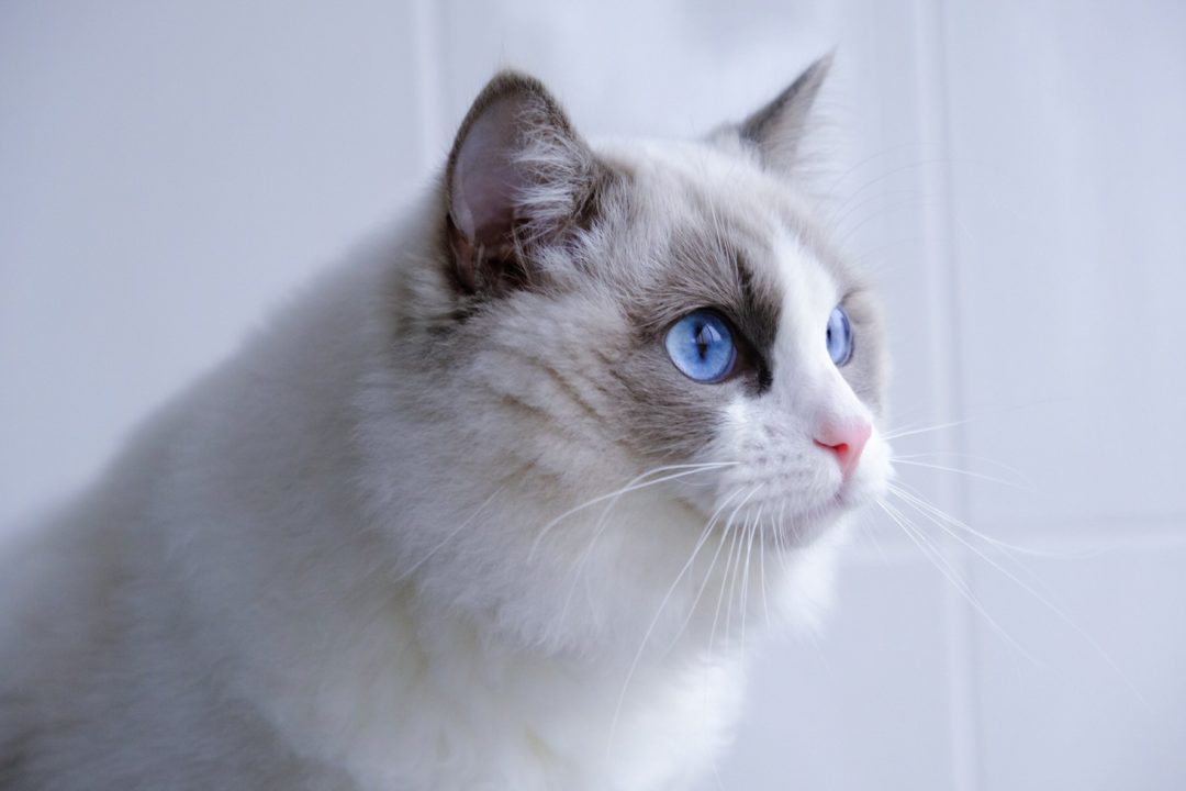 The Best Cat Food for Ragdoll cats Ragdoll Guide