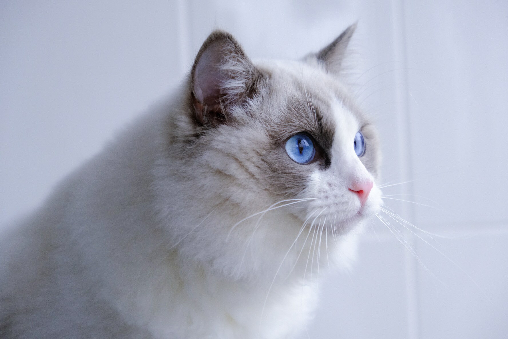 The Best Cat Food for Ragdoll cats - Ragdoll Guide