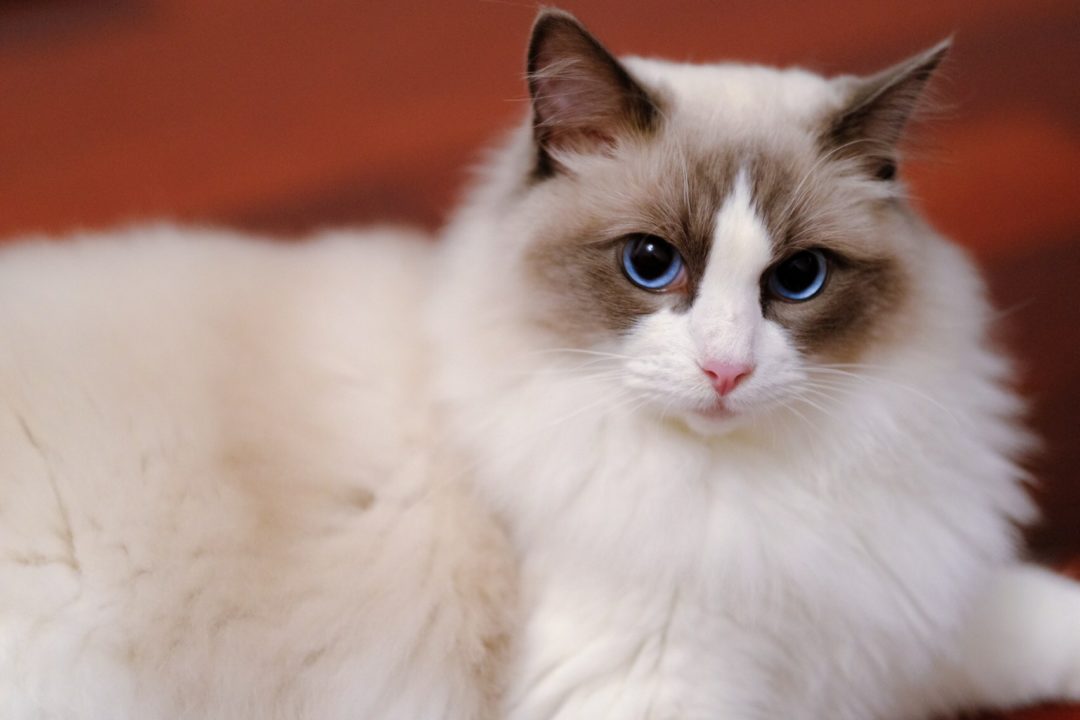 The Best Cat Food for Ragdoll cats Ragdoll Guide