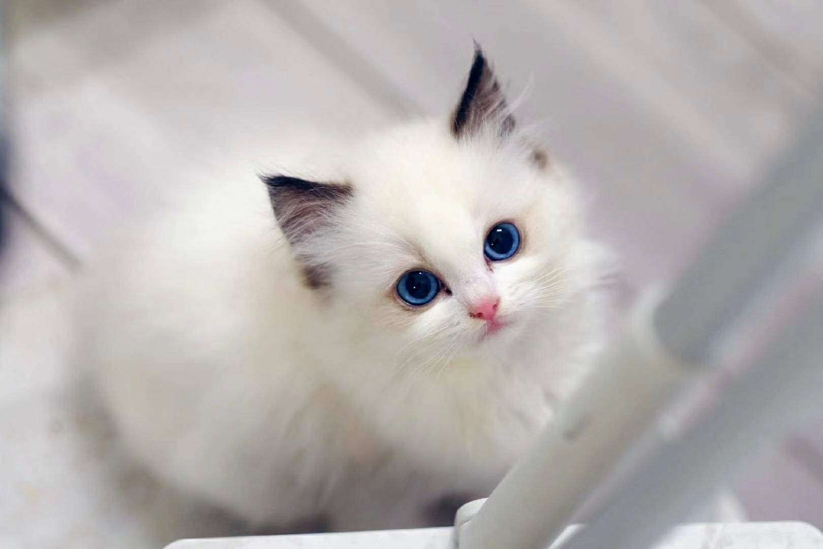 The Best Cat Food for Ragdoll cats Ragdoll Guide