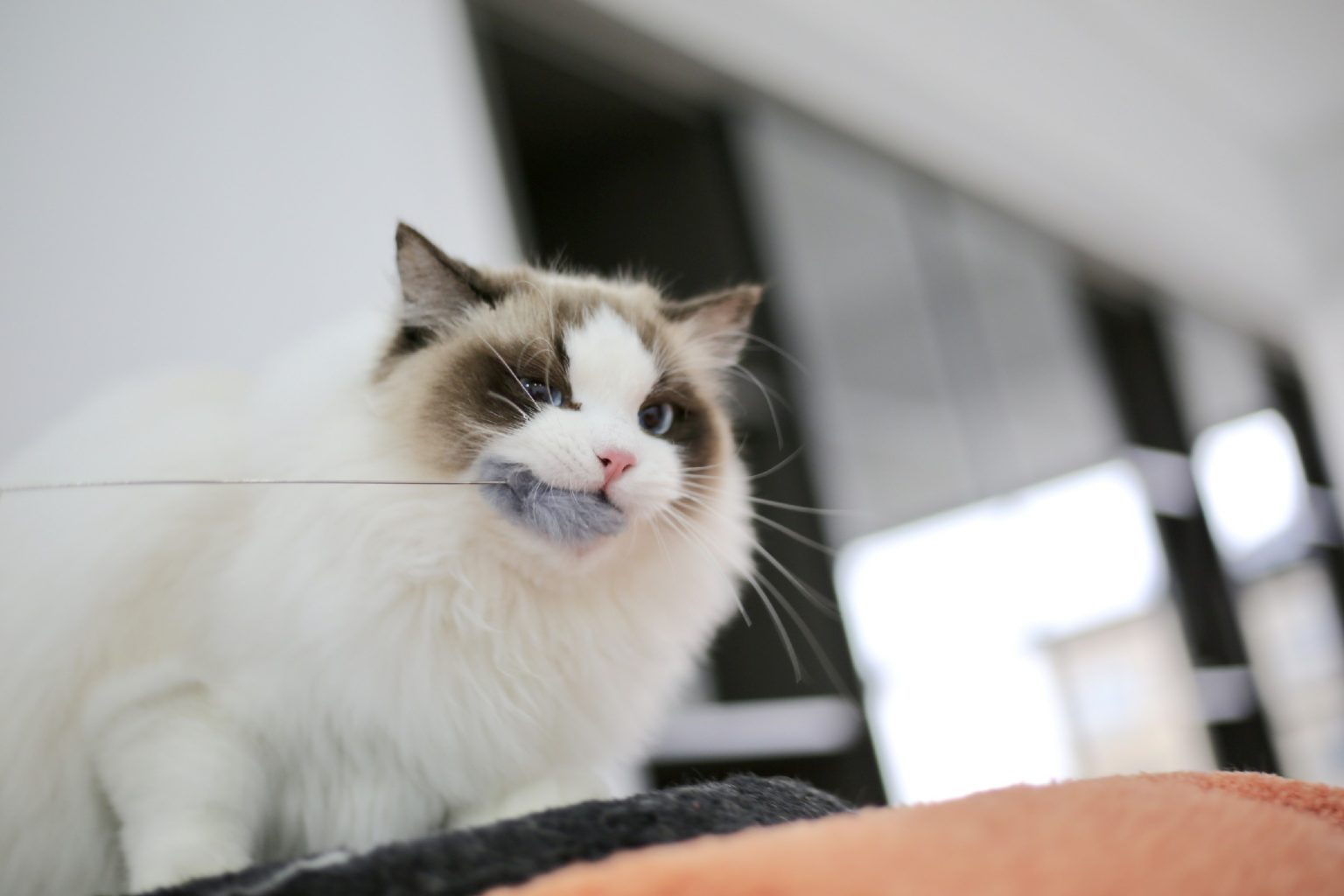 Can Ragdolls Live In Hot Weather? Ragdoll Guide