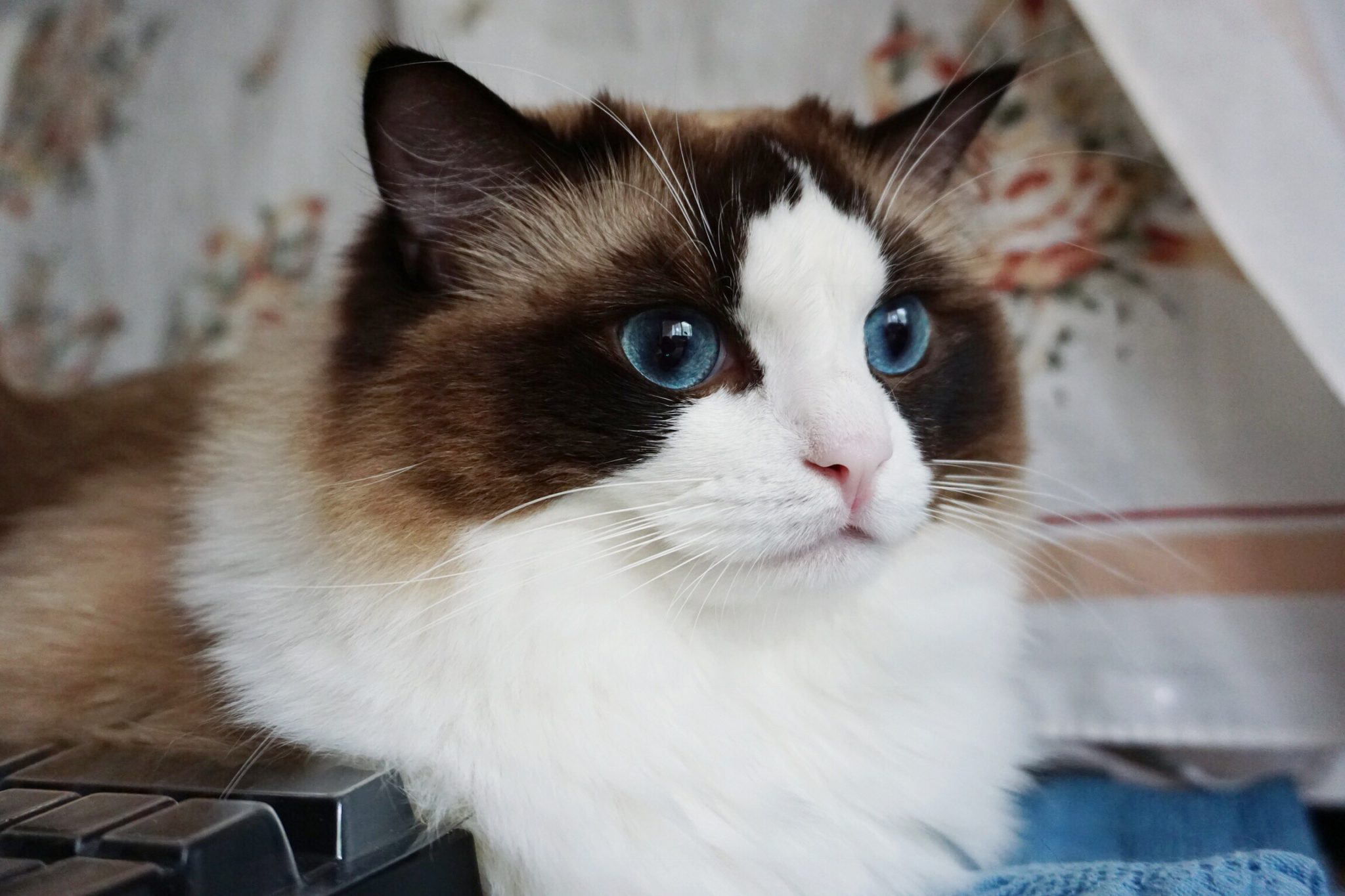 Can Ragdolls Live In Hot Weather? Ragdoll Guide