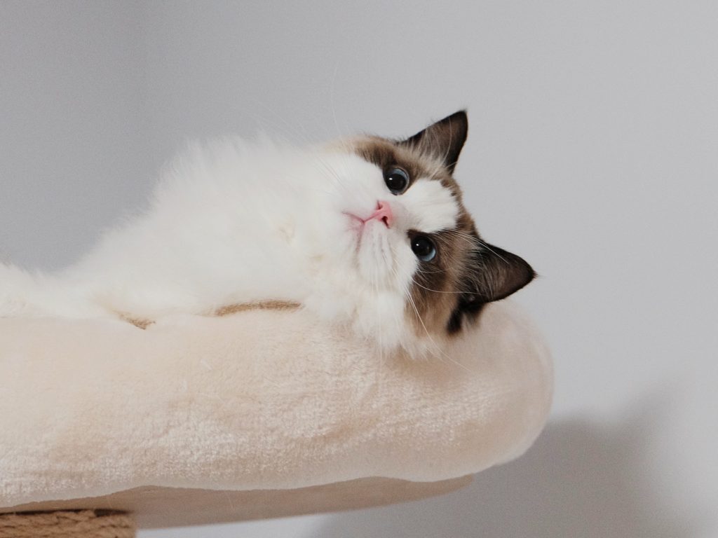 Can Ragdolls Live In Hot Weather? Ragdoll Guide