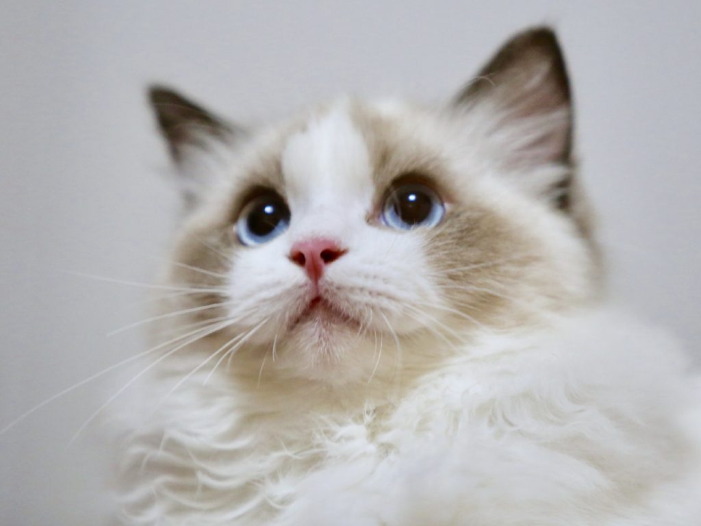 23 Things You Should Know Before Buying A Ragdoll Cat - Ragdoll Guide