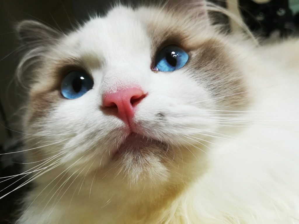 Can Ragdolls Live In Hot Weather? Ragdoll Guide