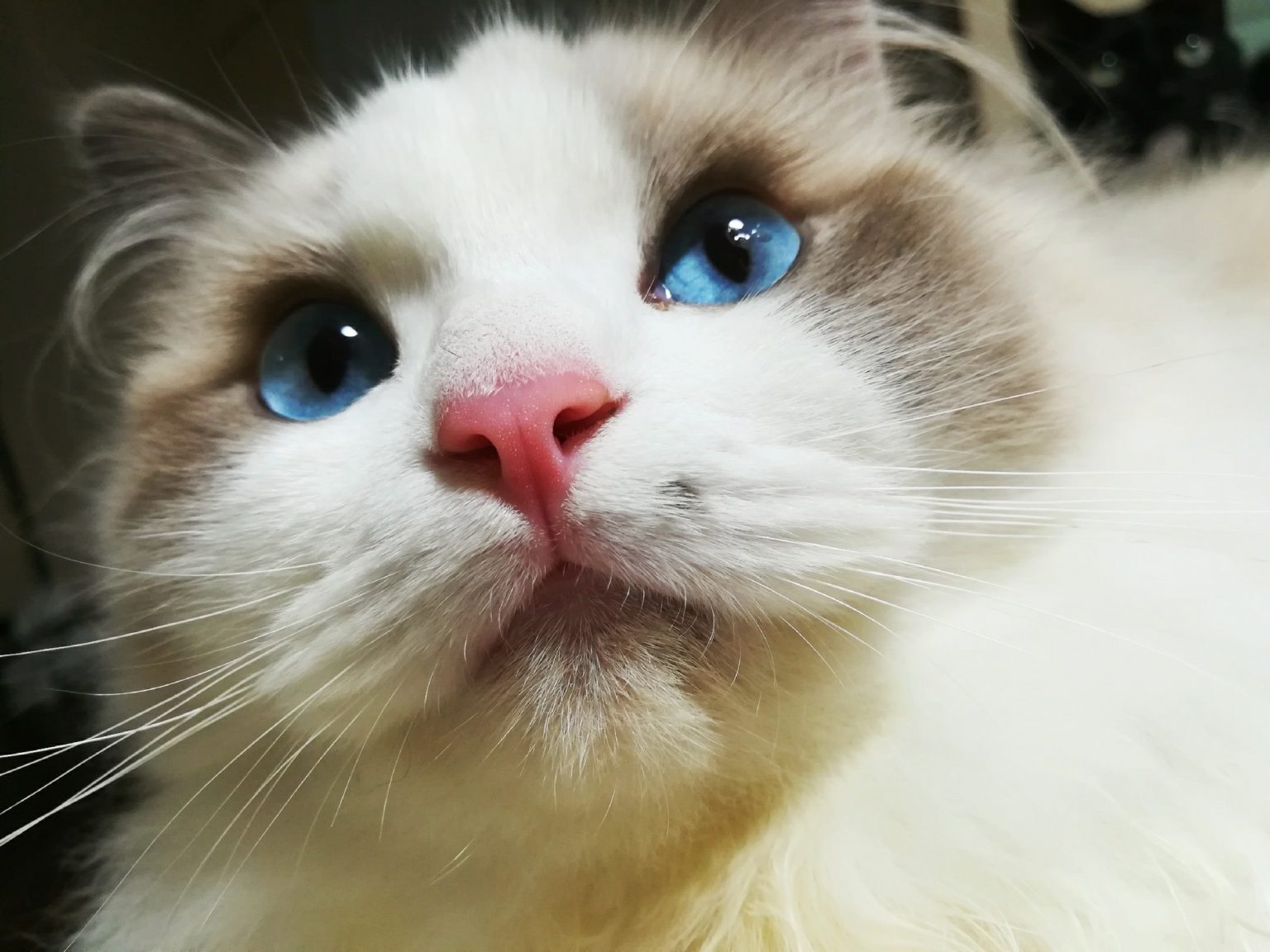 Can Ragdolls Live In Hot Weather? Ragdoll Guide