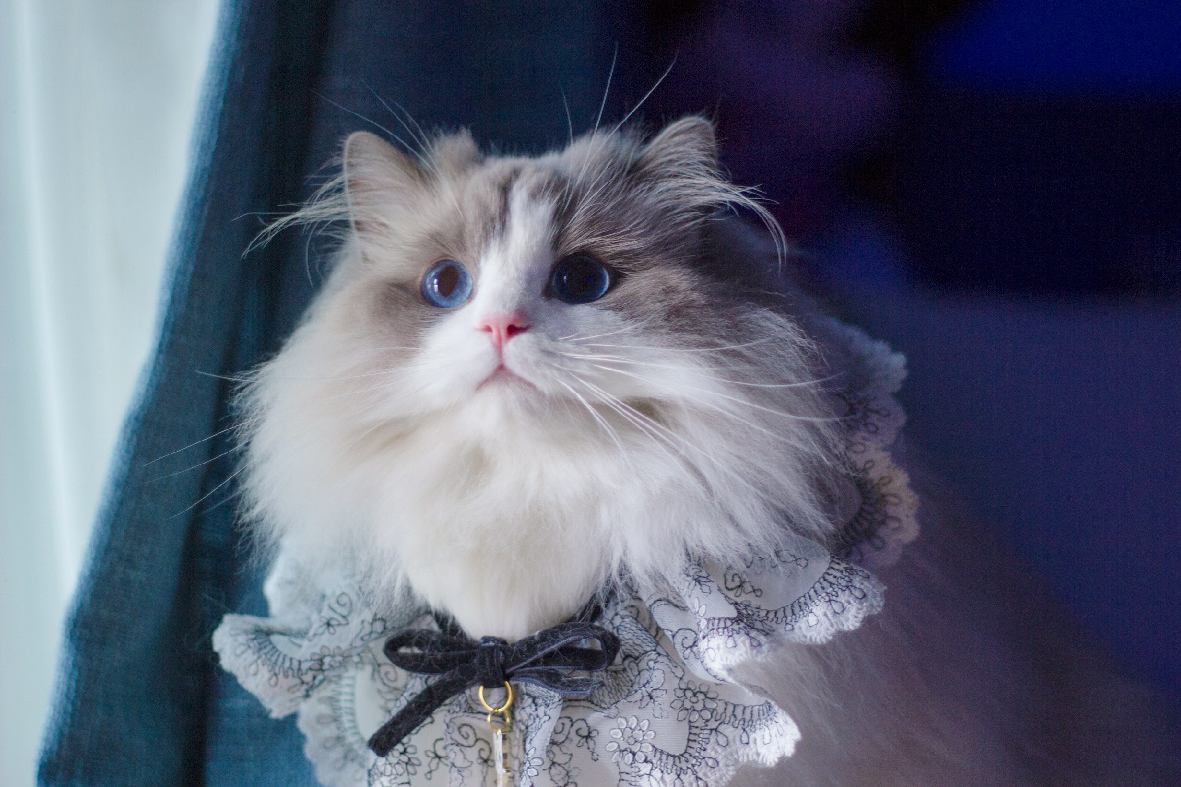 Ragdoll Guide The 1 Guide To Ragdoll Cats